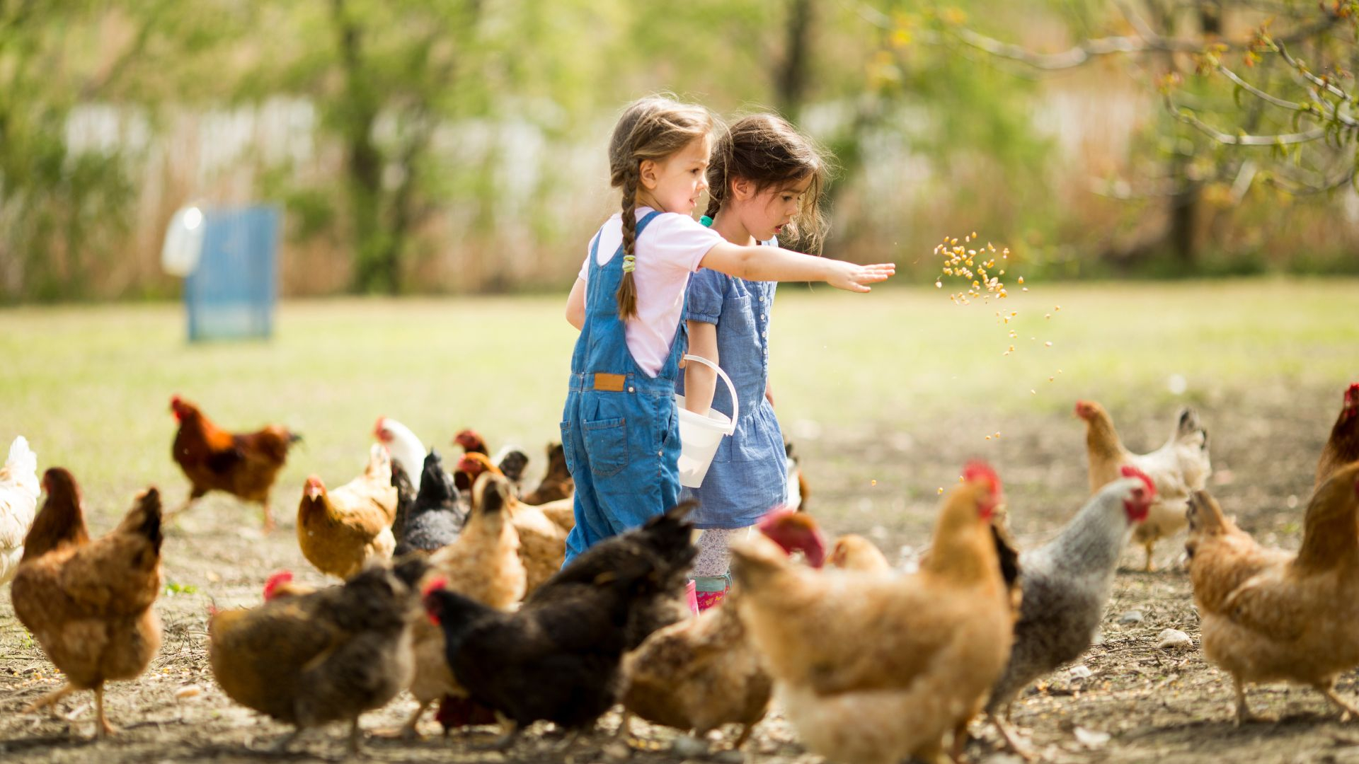 The Importance of Feeding High Quality Feeds Big Tex Feed Hardware